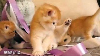 Best Funny Animal Videos Of The 2023  - Funniest Cats And Dogs Videos 