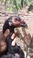 Thai cross murghi available hay jis bhai ko chahiay description mian number add hian