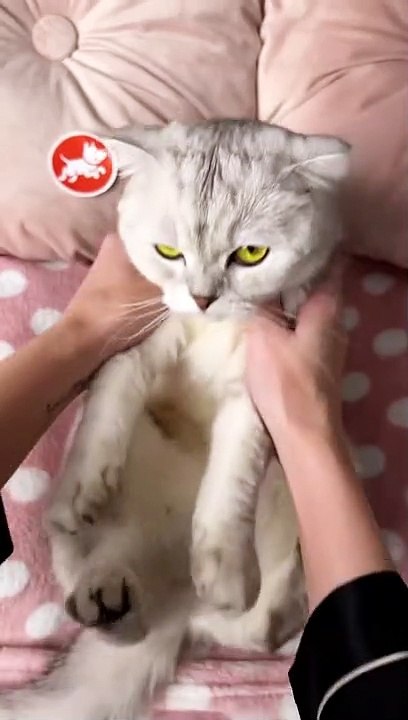 ️FAKE ALL️FAKE SITUATIONS️FAKE CAT️ #cat