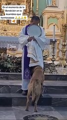 Perro interrumpe misa de semana santa y conmueve las redes sociales