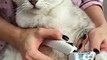 How to Trim Cat Claws #cat