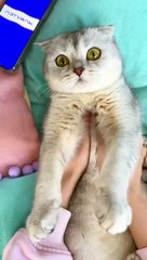 spa day cat kisa#cat