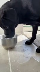 Say goodbye to moist floors  #dog #pet #dogbowl #puppy