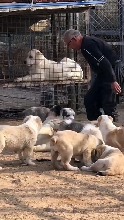 #dog #dogs #dogsvideo #funnydogvideos #foryou #foryoupage #doglove #doglove #dogs