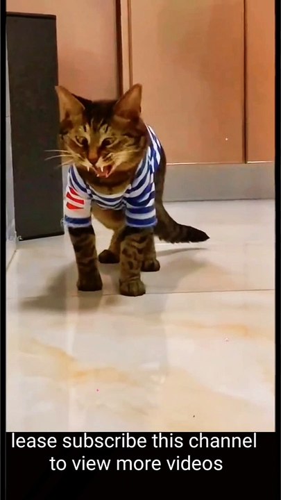 Funny pets in the studio