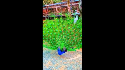 Beautiful birds - pretty birds in nature