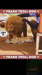 Prank Dog #prank #trolldog #foryou #fyp