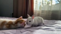 Tiny Kittens Meet Baby Bunnies [Cuteness Overload]
