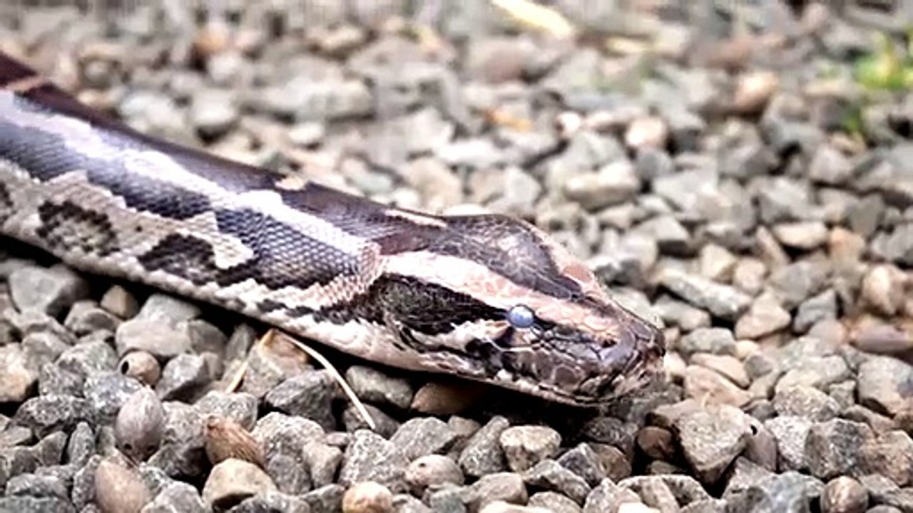 Anaconda!! #dailymotation