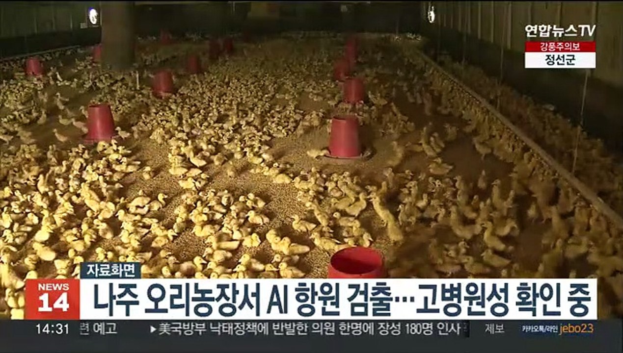 나주 오리농장서 AI 항원 검출…고병원성 확인 중