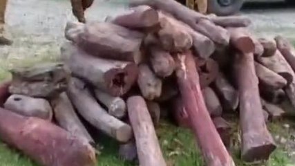 আলিপুরদুয়ার: রক্ত চন্দন কাঠ পাচারের পর্দা ফাঁস..গ্রেফতার প্রভাবশালী!