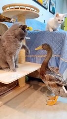 videos 2023,best funny videos 2023,fun  #DILSHAD #shorts #short #youtubeshorts