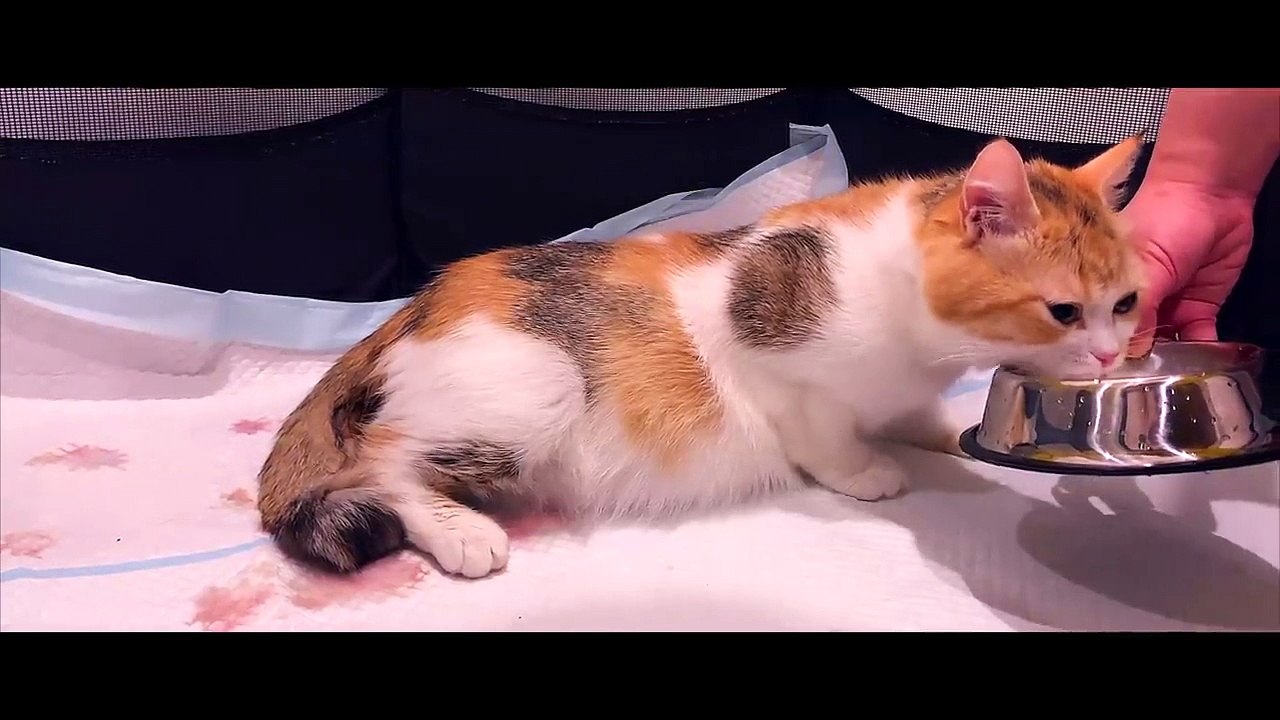 Cat Giving Birth to 5 Kittens With Complete Different Color video