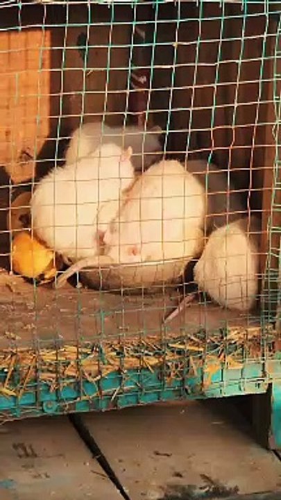 Mouse
