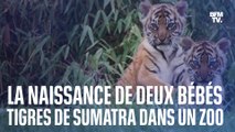 Deux bébés tigres de Sumatra sont nés dans un zoo au Royaume-Uni