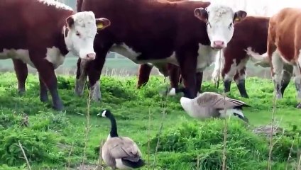 When Animals Messed With The Wrong Opponent! (4)