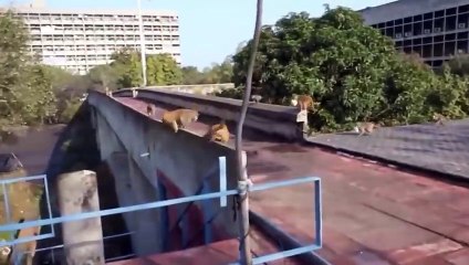 20 Times Animals Messed With The Wrong Opponent!