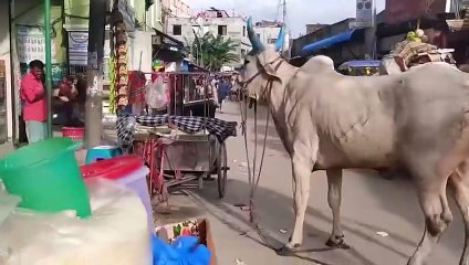 50 Interesting Animal Moments Caught On Camera