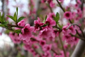 Iğdır'da çiçek açan şeftali bahçelerinde görsel şölen