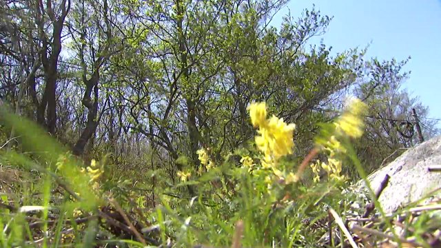 [날씨] 맑지만 바람 '쌩쌩'...꽃샘추위 내일 낮부터 풀려 / YTN