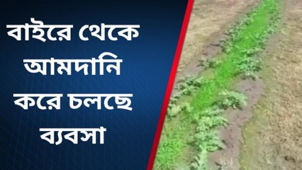 গোঘাট: ৩-৪ বছর ধরে লোকসান, কিভাবে খাবেন গরমের এই ফল