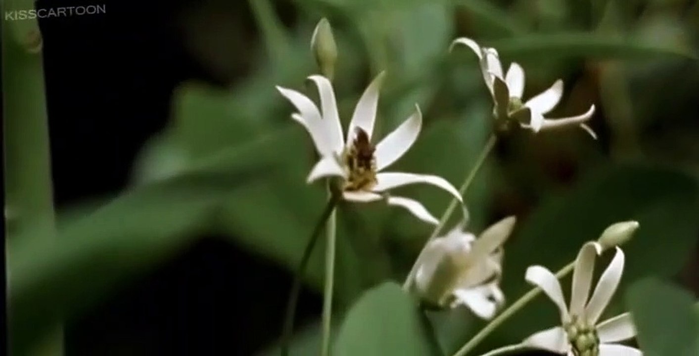 Walking with Dinosaurs E004 - Giant of the Skies