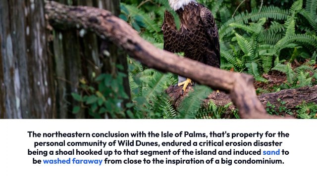 Considerations To Know About Sea cabins isle of palms