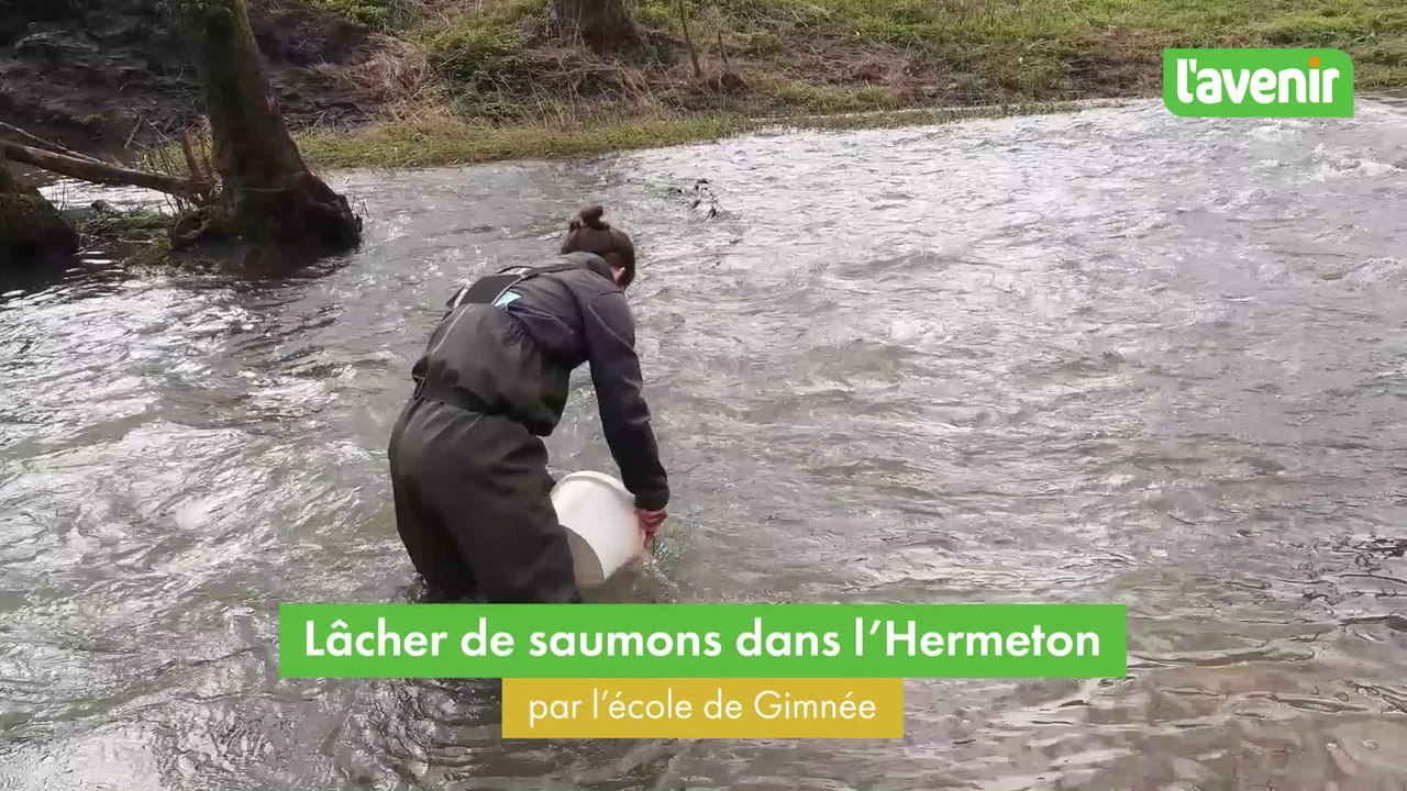Soulme: lâcher de saumons par l'école de Gimnée
