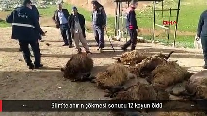 Siirt'te ahırın çökmesi sonucu 12 koyun öldü