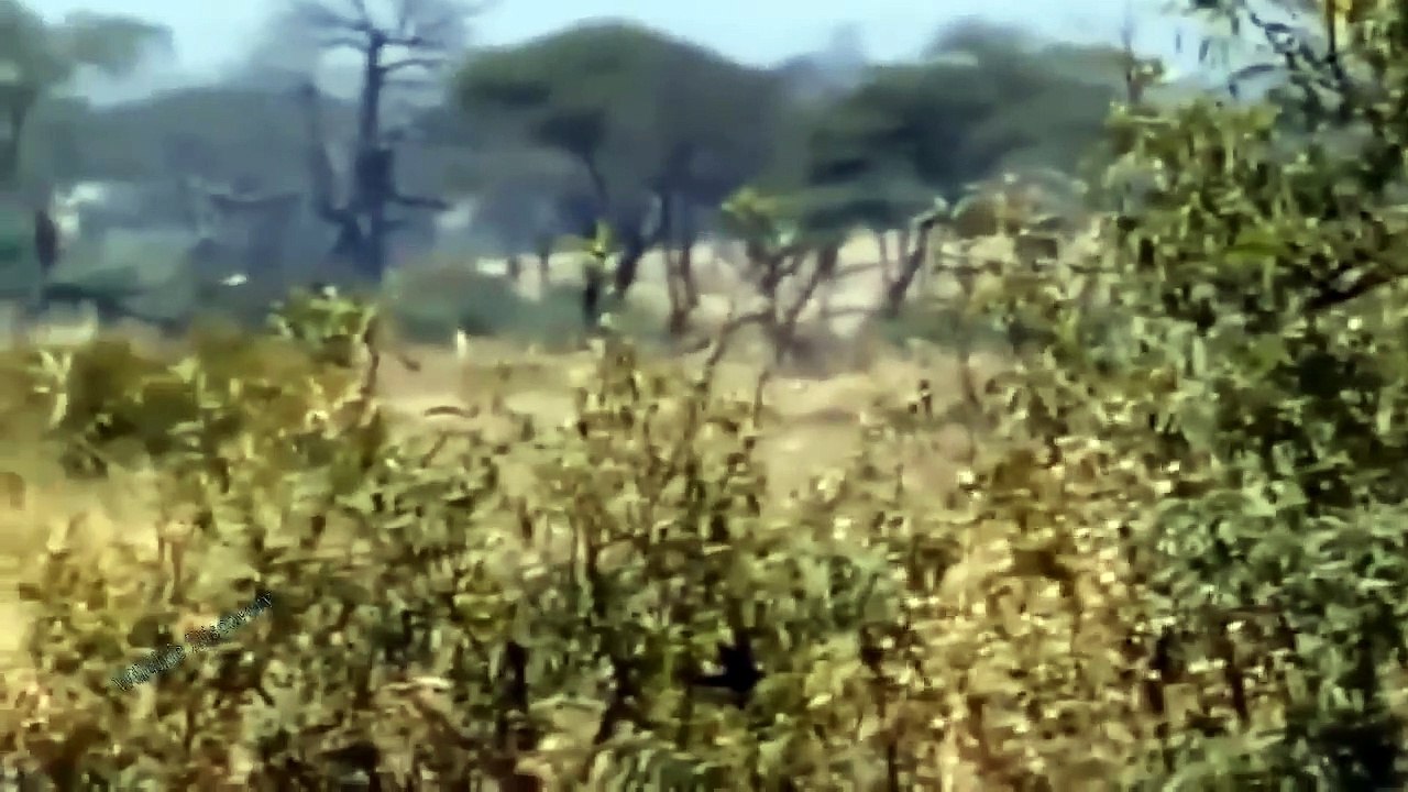 What Happened___ Aggressive Lions Were Tortured To Exhaustion By Angry Giraffe While Trying To Hunt