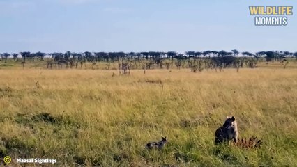 Jackal Mess With The Wrong Opponent And The Ending   Jackal VS Cheetah, Leopard, Lion