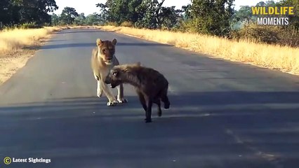 Last Breath! 45 Pitiful Moments Injured Predator In The Last Minute Of His Life