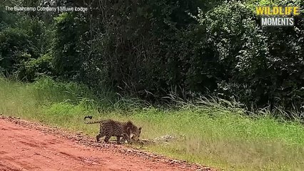 Leopard Eats Crocodile & 45 Incredible Moments Leopard Vs Crocodile