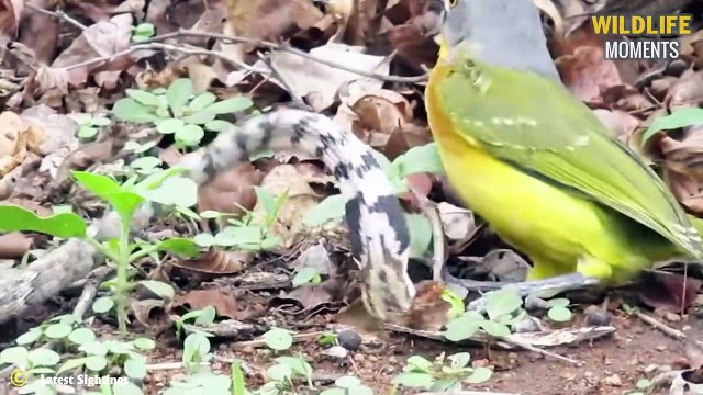 Leopards Hunt In Mid-Air! 45 Brutal Moments Leopard Hunting Bird