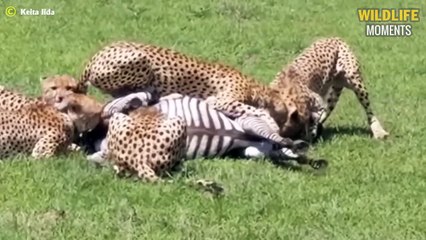Lion Chewing Cheetah Head & 45 Moments Cheetah Messed With The Wrong Opponent