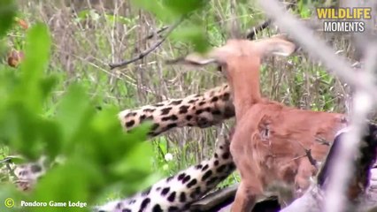 Lion Cub Stuck In Prey! & 45 Rarest Wildlife Moments You'll Never See On TV