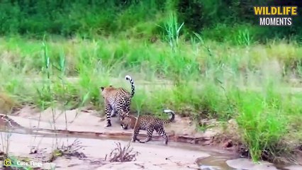 Lion Cub's First Hunt EVER & 45 Amazing Moments Of Tiny Predators Caught On Camera
