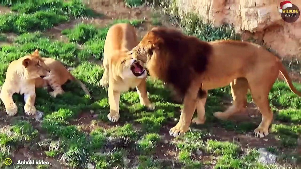 Lion vs Tiger Real Fight & 45 Epic Moments Lion Fight To Dea.th @swagwildlifemoments