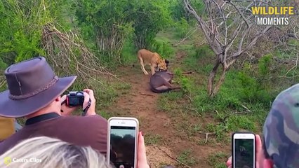 Lucky! 45 Unbelievable Moments Wise Prey Turns Predators Into Fools