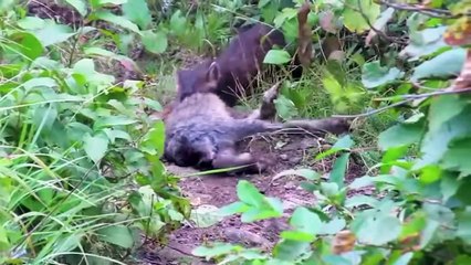 Marten Attack Rabbit Four Times Its Weight & 45 Brutal Moment Marten Attack Everthing