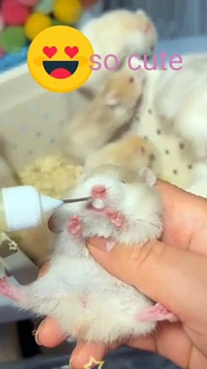 Cutest mouse