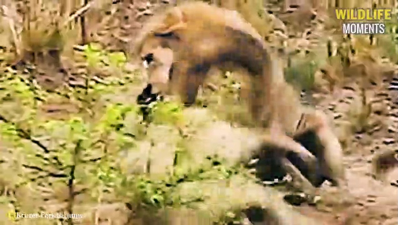 Merciless Moments Of Lion, Hyena Living Their L...