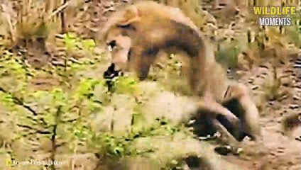 Merciless Moments Of Lion, Hyena Living Their Last Minutes   Wildlife Moments