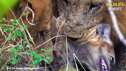 One Eyed, Three Legged Hyena & 45 Creepy Moments Injured Hyena