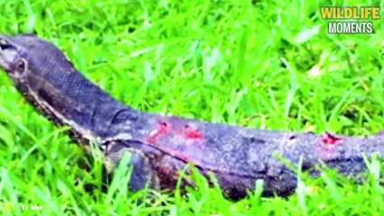 Otter Eating Crocodile Insides   Cruel Moments Otter Attack Everything