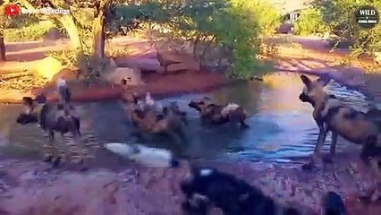 Poor Warthog Was Dragged From The Burrow By Wild Dogs And Eaten   Wild Animal Wolrd