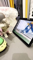 #cat# dropped the tablet she was watching the video on