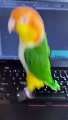 Funny_and_Cute_Parrots_Videos_Compilation_cute_moments_of_the_animals_#foryou_#foryoupage_#animalsoftiktok_#animalsfunny_#animalsvideos_#Animals_#cat_