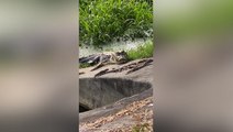 Family of alligators spotted near Florida golf course