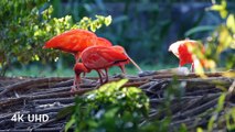 Colorful Birds in 4K - Planet Earth 4K - Beautiful Bird Sounds Nature Relaxation 4K UHD 60 FPS
